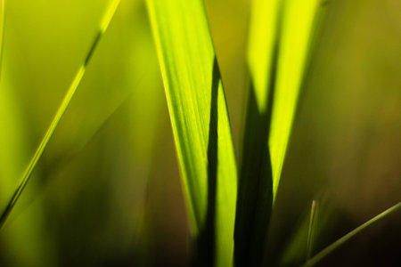 Picture of grass using macro lensの写真素材