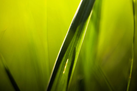Picture of grass using macro lensの写真素材