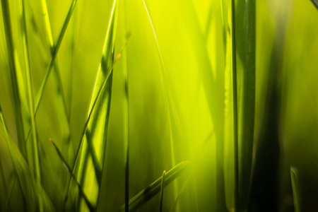 Picture of grass using macro lensの写真素材