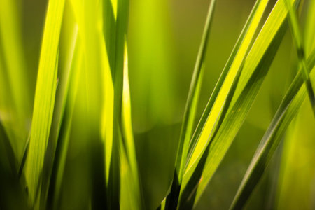 Picture of grass using macro lensの写真素材