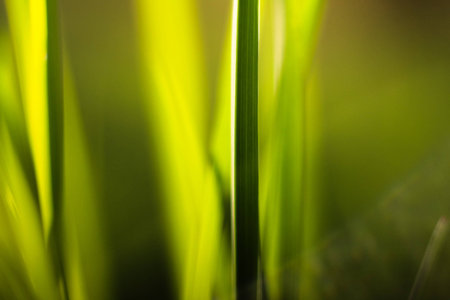 Picture of grass using macro lensの写真素材