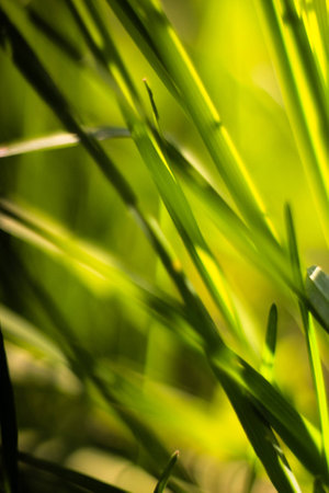 Picture of grass using macro lensの写真素材