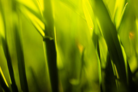 Picture of grass using macro lensの写真素材