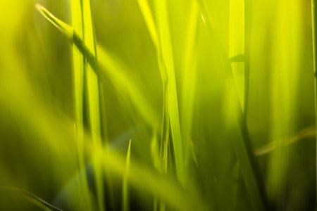 Picture of grass using macro lensの写真素材
