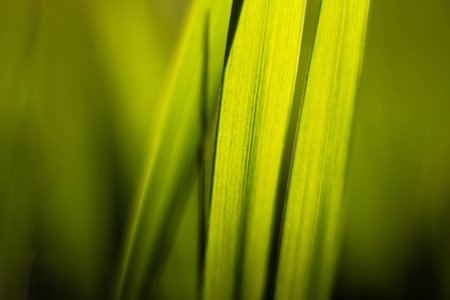 Picture of grass using macro lensの写真素材