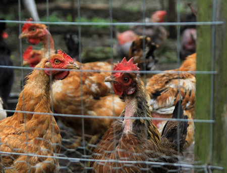 Chickens behind a wire fenceの写真素材