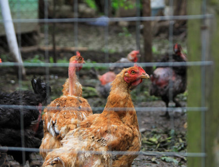 Chickens behind a wire fenceの写真素材