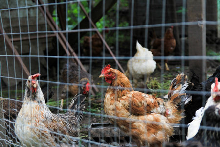 Chickens behind a wire fenceの写真素材