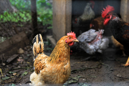Chickens behind a wire fenceの写真素材