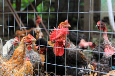 Chickens behind a wire fenceの写真素材