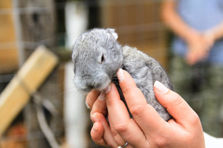 Hands holding new born rabbitの写真素材
