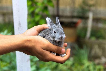 Hands holding new born rabbitの写真素材