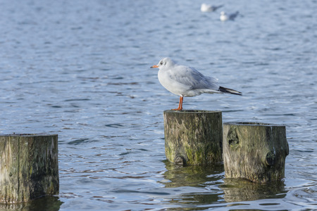 Seagull standin on wooden post
