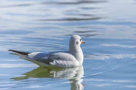 Seagull floating on waterの写真素材