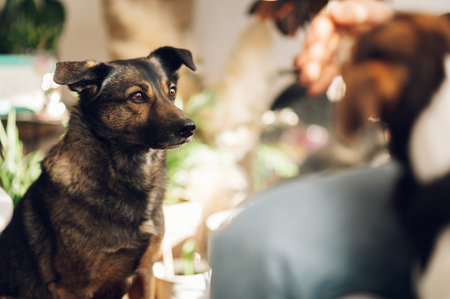 Close shot of an adorable mixed breed pet at home. Domestic pet in the bedroom. Love for pets concept.の写真素材