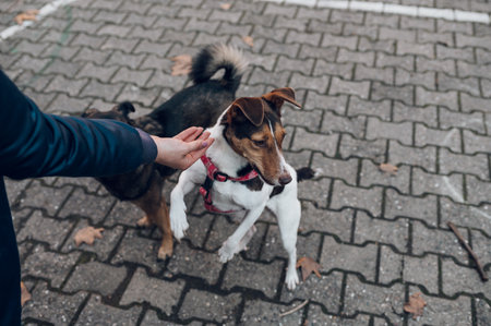 Beautiful blonde young woman taking her cute mixed breed dogs pets for a walk in the city. Dog lover. Pets on a leash.の写真素材