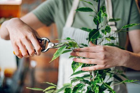 Young florist female pruning potted plant with a pruning shears while working in a flower shop and standing at the wooden counter. Cutting dried leaves.の写真素材