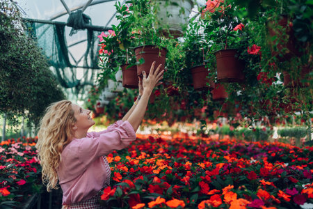Young female nursery worker counting stock in greenhouse. Portrait of a young woman at work in greenhouse wearing an an apron and holding hanging flower pot. Greenhouse flower production.の写真素材