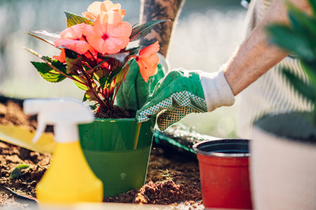 A young caucasian man transplanting plants and taking care of flower pots in a greenhouse. The concept of growing plants inside. Focus on a man hands wearing gloves and pressing the fertile soil.の写真素材