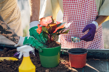 A young beautiful multiracial couple of colleagues transplanting plants and taking care of flower pots in a greenhouse. Diverse people working together. Copy space. Focus on their hands ina gloves.の写真素材