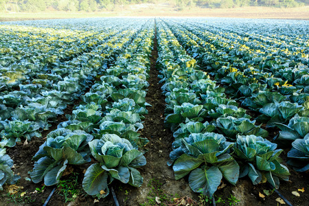 growing cabbage field in diffused light On the Sunsetの写真素材