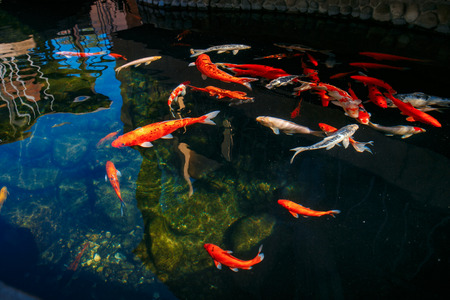 Red gold and white koi fish in a pondの写真素材