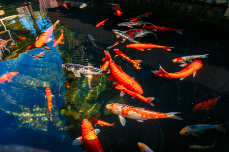 Red gold and white koi fish in a pondの写真素材