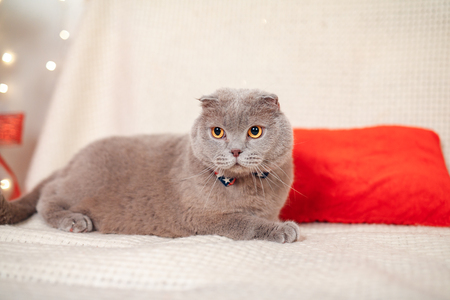 Scottish Straight christmas kittenの写真素材