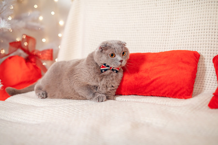 Scottish Straight christmas kittenの写真素材
