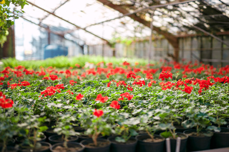 Red geranium pelargonium in greenhouse of botanical garden. Selective focus.の写真素材