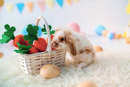 Easter rabbit photo in studio. Fanny bunny. Shallow DOF.