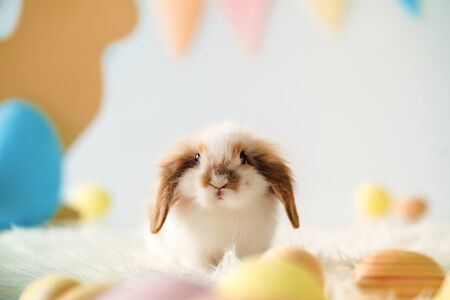 Easter rabbit photo in studio. Fanny bunny. Shallow DOF.の写真素材