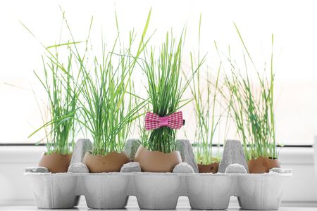 The fresh green grass growing in an egg shell. The idea of spring creativity for easter day.