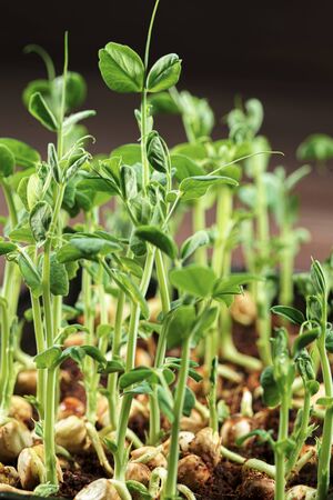 Microgreen pea sprouts on old wooden table. Vintage style. Vegan and healthy eating concept. Growing sprouts. Selective focus.の写真素材