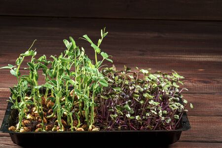 Mixed Microgreens in box on wooden table background.
