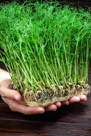 Woman hands holding microgreen pea sprouts. Vegan and healthy eating concept. Growing sprouts.