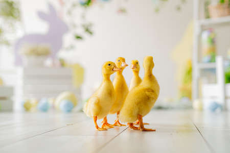Easter studio decoration. little ducklings on background of colorful dyed eggs, wooden bunnysの写真素材