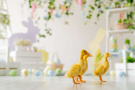 Easter studio decoration. ducklings on background of colorful dyed eggs, wooden bunnys, flowersの写真素材