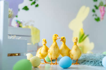 Ducklings walks on Easter studio decoration. Colorful dyed eggs, wooden bunnys, flowers, decorationsの写真素材