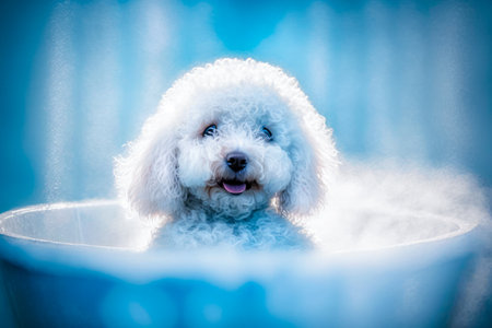 Cute white poodle dog taking a bath in a blue bathtubの素材