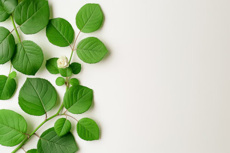 Lush green leaves gracefully spread across a white surface, complemented by a fresh bud that hints at blooming, embodying the beauty of natures simplicity and harmony.の素材