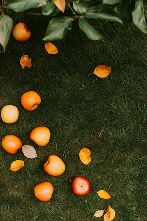 Bright apples in various shades of red, yellow, and orange lay scattered on lush green grass, interspersed with fallen leaves, as autumn whispers through the air beneath the gentle shade of a tree.の素材
