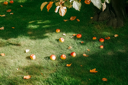 Red and green apples lay scattered on vibrant grass beneath a tree, some adorned with fresh leaves, capturing the serene beauty of an autumn day filled with nature's bounty.の素材