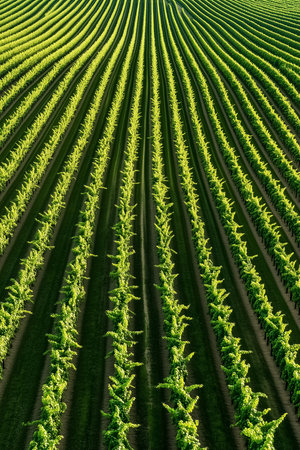 A drone soars over a sprawling vineyard, revealing the stunning geometric patterns of lush green grapevines stretching across the terrain during golden hour.の素材