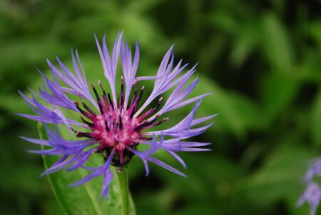 Cornflower Centaurea montana flower in close-up during floweringの写真素材