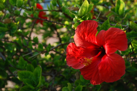 Blooming hibiscus flower in the gardenの写真素材