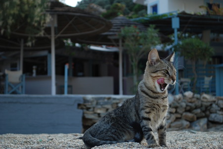 Cat lick yourrself funy faceの写真素材