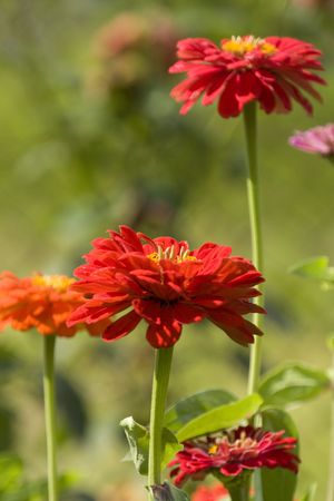 Background with Red beautiful flowersの写真素材
