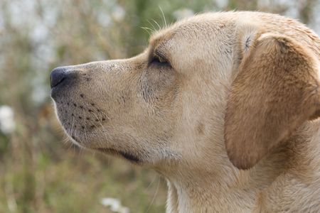 Labrador retrieverの写真素材