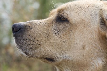 Labrador retrieverの写真素材